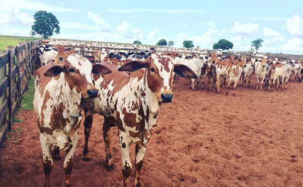 Lote de animais da raça Nelore pintado. Foto: Divulgação