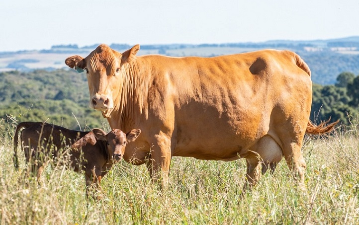 Vaca leiteira: como evitar perda de lactação na troca de piquetes?