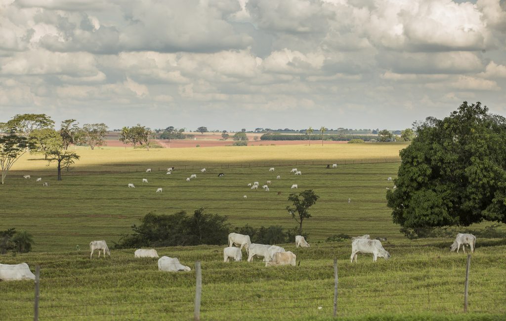 Agro protegeu 310 mi de hectares do desmatamento no Brasil em três décadas