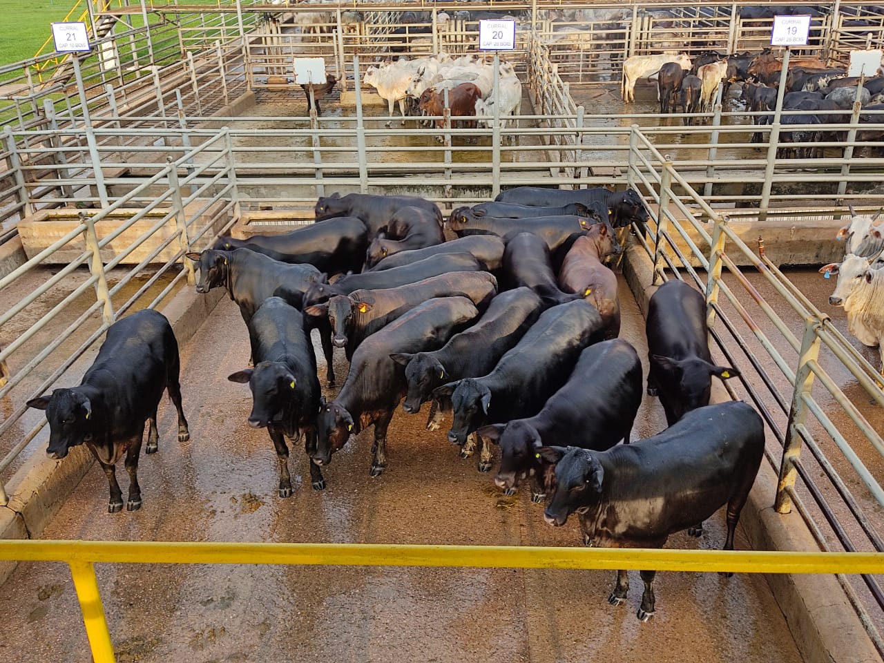 Boi castrado: especialista dá a fórmula para engorda de boi de carne premium