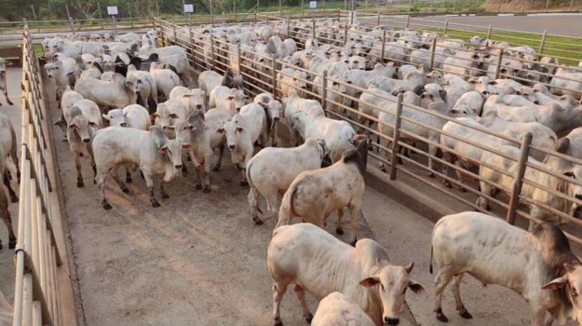 Tripleta: pecuaristas da mesma família formam pódio do Circuito Nelore em Vilhena