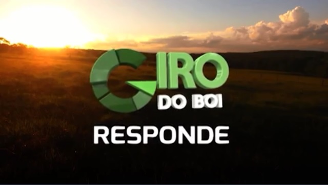 Qual o melhor touro para cruzar com minhas vacas Tabapuã x Red Angus?