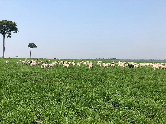 Bovinos em área de pasto de ILP. Foto: Divulgação