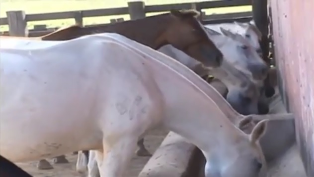 cocho de água para cavalos dimensão tamanho