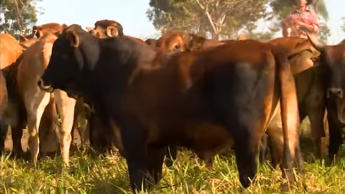 Fazenda prova sucesso da engorda do F1 Devon 100% a pasto em pleno Cerrado