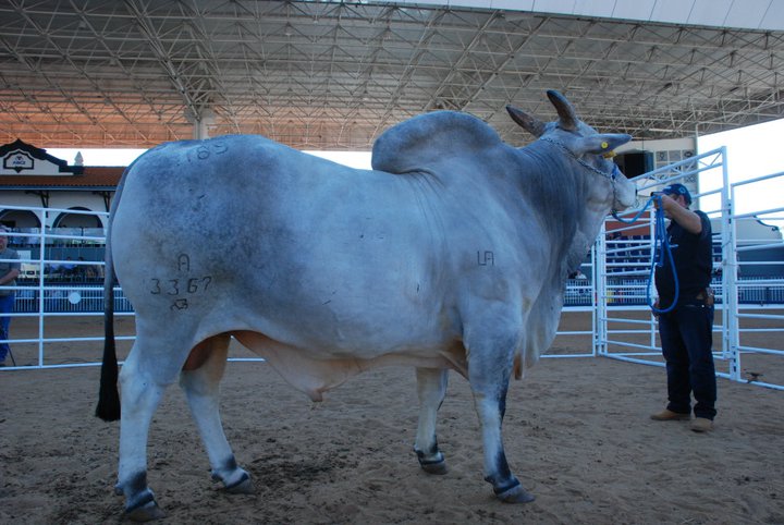 Que tipo de umbigo devo buscar no Nelore, alto ou baixo?