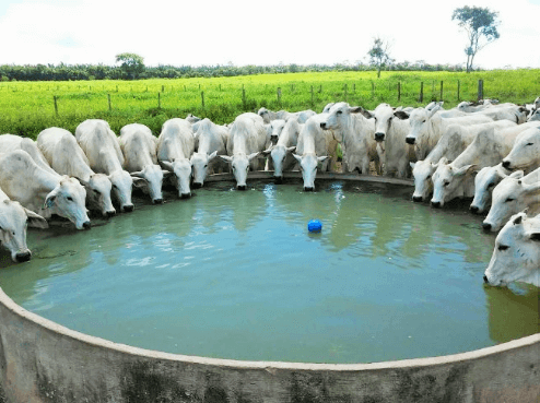 Bovinos saciando a sede em bebedouro. Foto: Divulgação