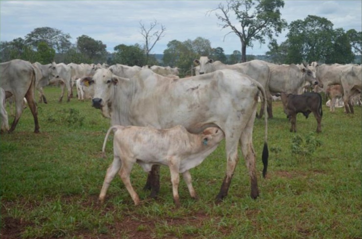 Vaca com bezerro ao pé. Foto: Divulgação