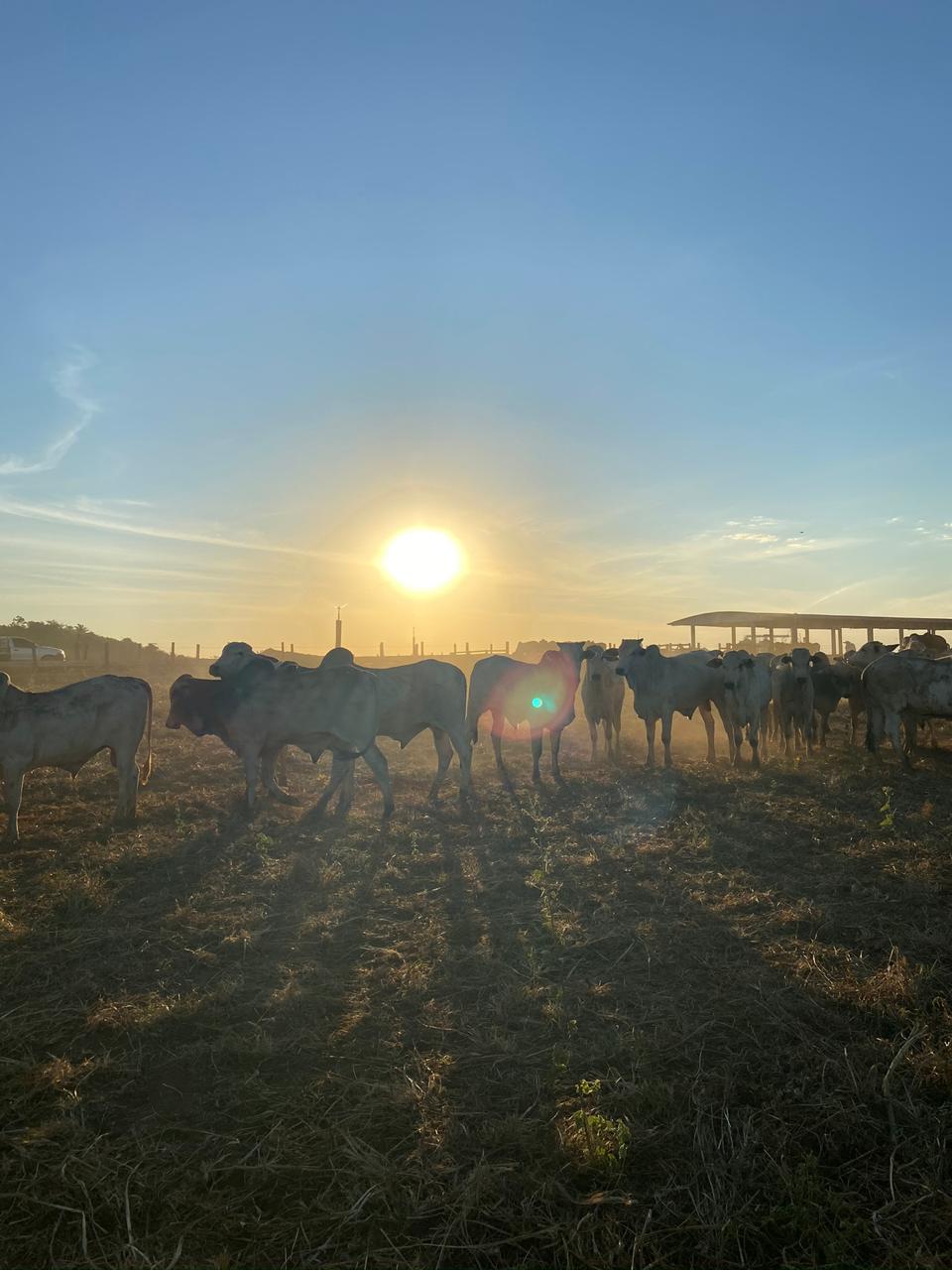Integração lavoura-pecuária é salvação para áreas de risco agrícola