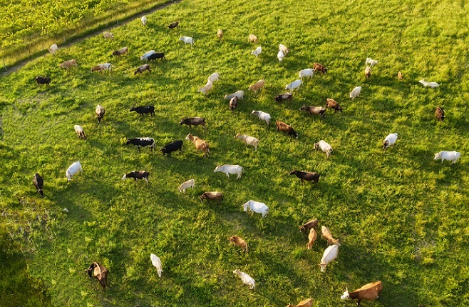 Aerial view at the cows. Farmland landscape from air. Composition with domestic animals. Photo from drone. Animal - image