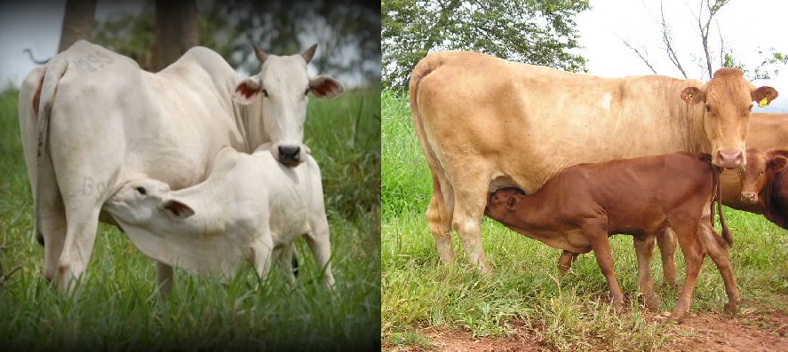 Zebuína ou taurina: qual vaca vai produzir o melhor bezerro na Serra Catarinense?