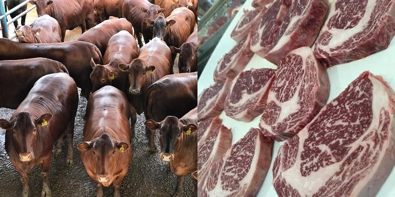 Novilhas produzidas pelos pioneiros do Bonsmara em SP e os lotes de 04/12/2020