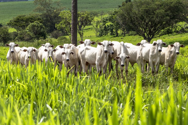 Embrapa em Ação: nova temporada destaca natureza favorável à pecuária no Acre