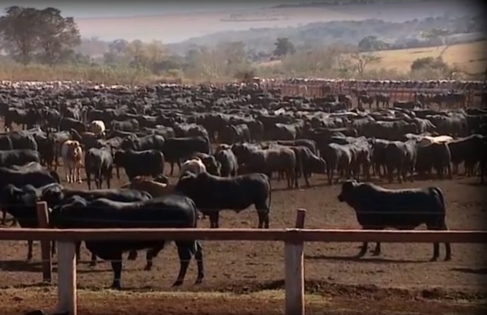Posso cruzar minhas vacas aneloradas com boi meio-sangue?