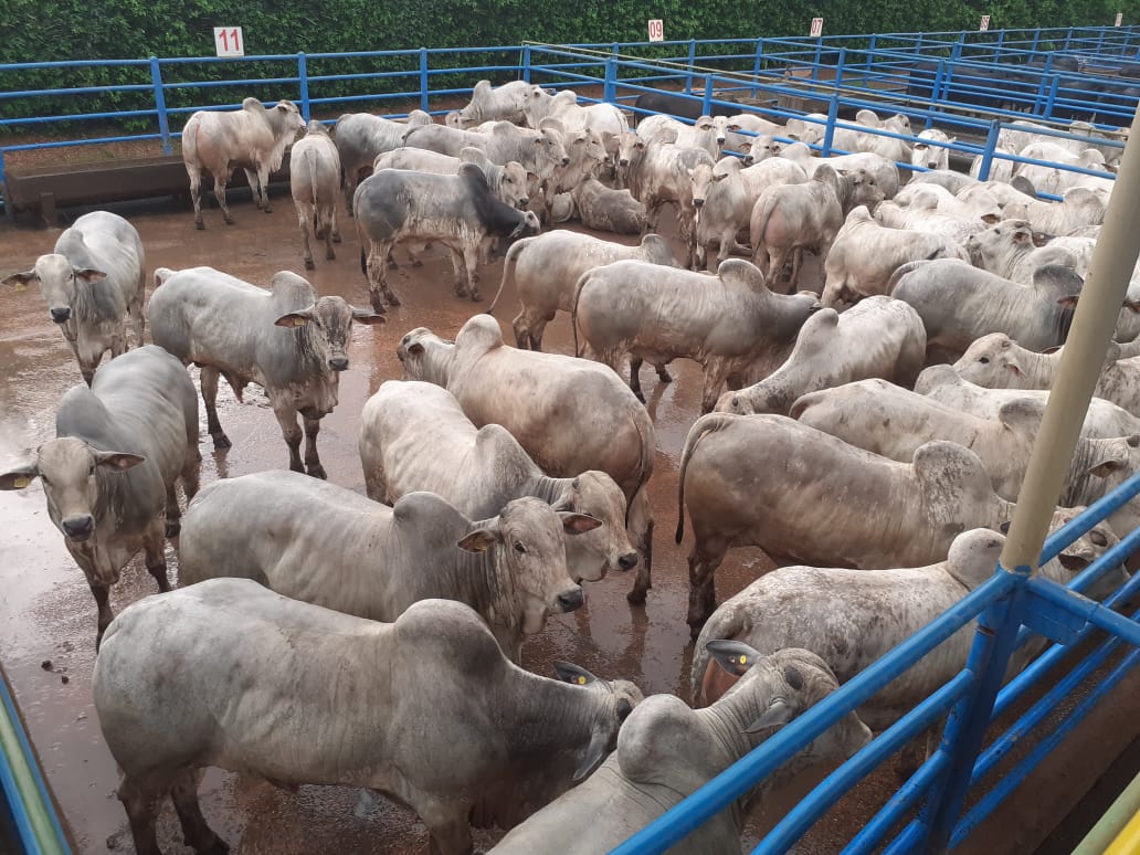 Em Goiás, bois Nelore de apenas 14 meses alcançam peso de quase 19@
