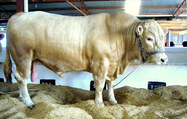 Devo usar Nelore ou Purunã em vacas puxadas pro Canchim, Tabapuã e Brahman?