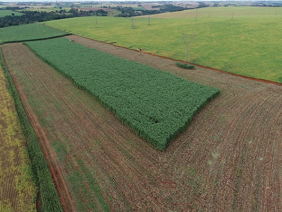 Sorgão gigante: a solução econômica para nutrir superprecoces na seca