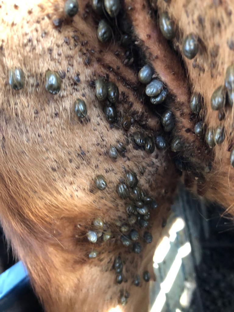 Carrapato bovino: estudo vai desvendar o nível de resistência do parasito no País