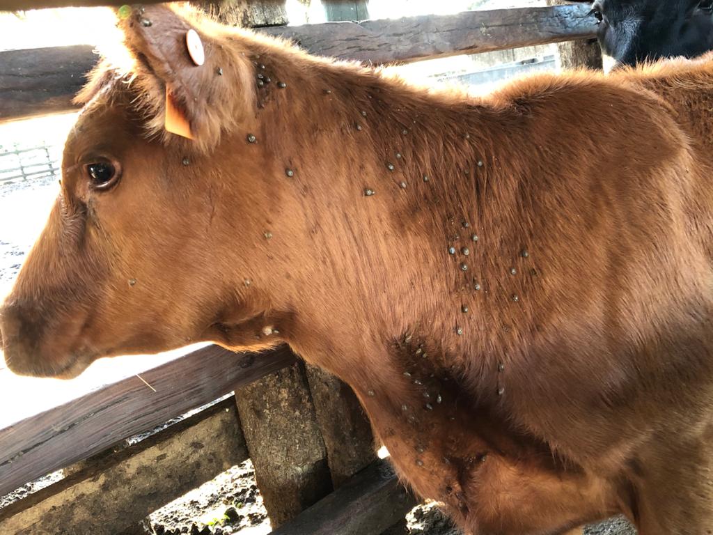 Carrapato bovino: este medicamento elimina o parasito em até 7 dias