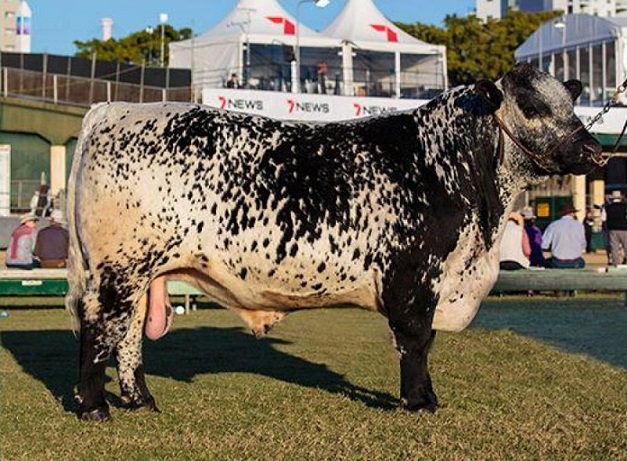 “O gado que deu sorte”: nova raça Speckle Park deve chegar ao Brasil em março