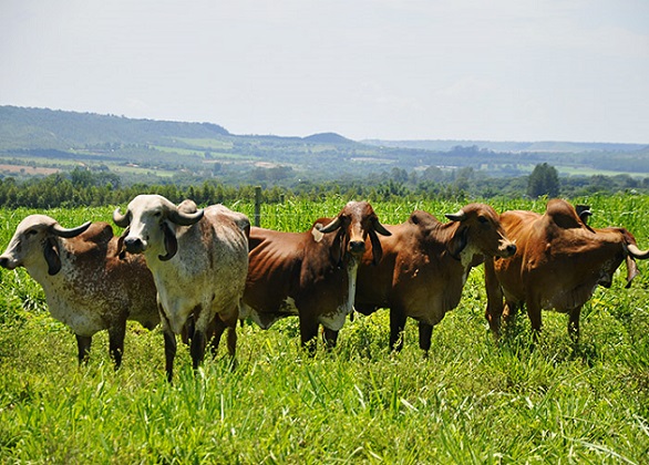 Vacas Gir leiteiro a pasto. Foto: Divulgação