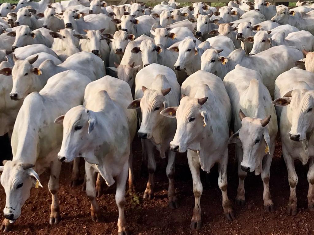 Bois Nelore castrados. Foto: Divulgação