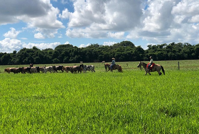 Capataz deve liderar a equipe de peões da fazenda para garantir o desenvolvimento das atividades da fazenda. Foto: Divulgação