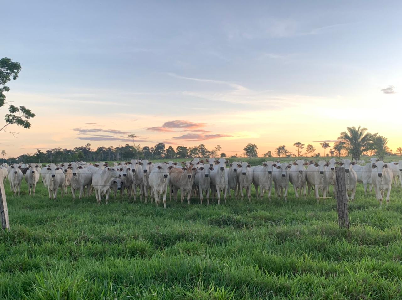 Declaração de rebanho no Acre registra crescimento de 5% em 2024 e reforça sanidade animal Declaração de rebanho no Acre registra crescimento de 5% em 2024 e reforça sanidade animal