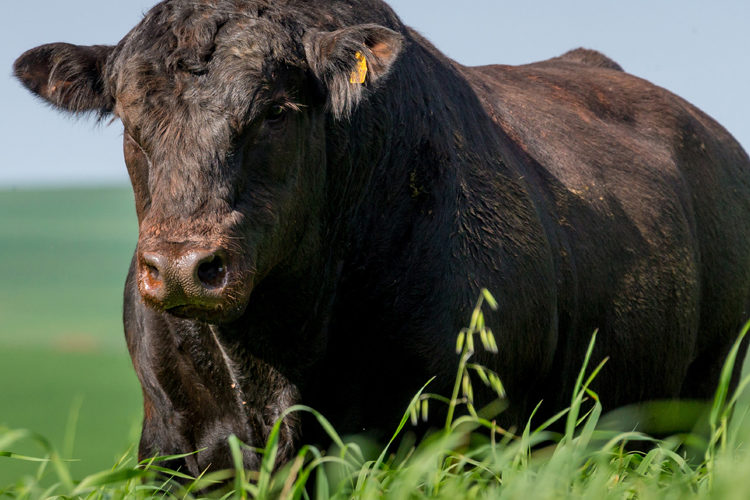 Quantas vacas Nelore um touro Angus consegue cobrir a pasto?