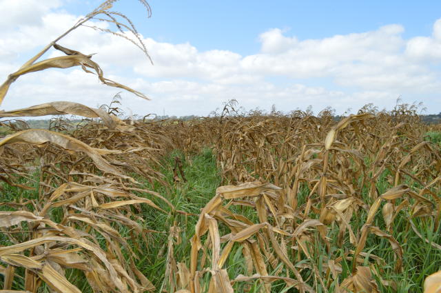como fazer ilp sem maquinário para reformar pasto
