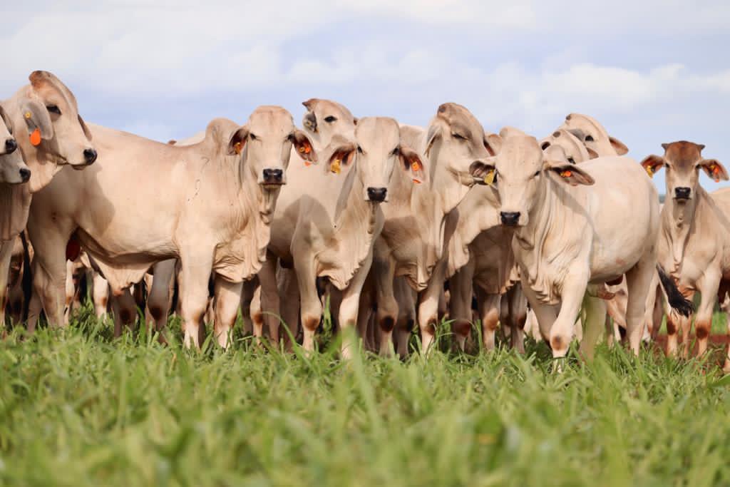 Lote de bezerros na desmama. Foto: Divulgação