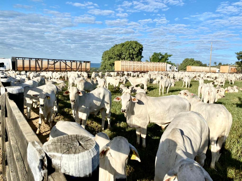 Novas exigências sobre manejo pré-abate e abate humanitário são aprovadas pelo governo