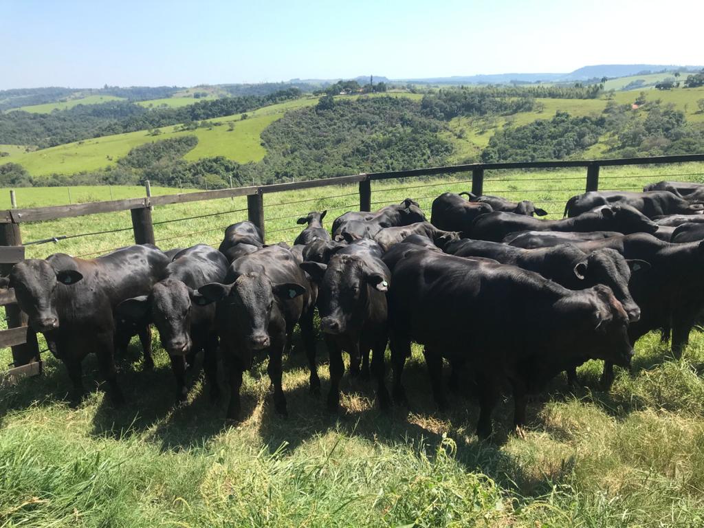 Saiba como o Fazenda Nota 10 e Uboi estão transformando a pecuária brasileira