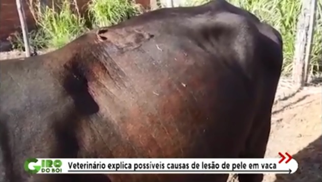 A vaca que comprei em uma feira apareceu com ferida no lombo. Como tratar?