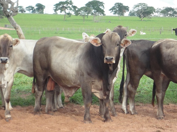 Bovinos com genética de Pardo-Suíço. Foto; Divulgação