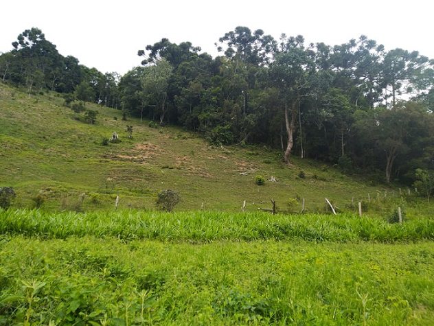 adubação de cobertura em pastagens área de morro