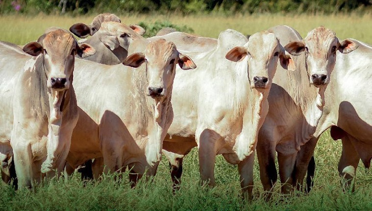 Prova de touros jovens da Embrapa Cerrados simula “mundo real” da engorda de boi