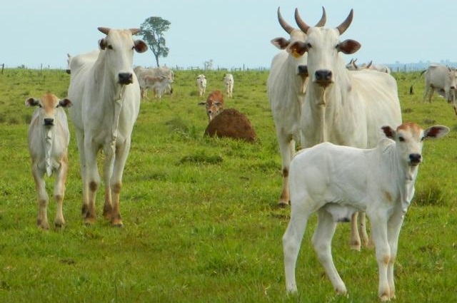 Vacas Nelore no município de Campina Grande (PB). Foto: Divulgação