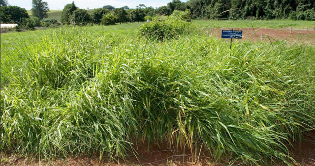 Detalhe da cultivar de pasto Brachiaria brizantha. Foto: Divulgação/Embrapa Detalhe da cultivar de pasto Brachiaria brizantha. Foto: Divulgação/Embrapa
