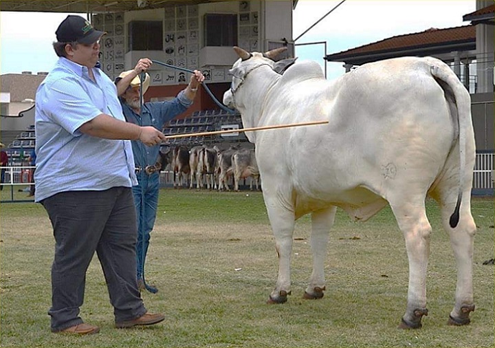 Zootecnista há 30 anos, Tavinho relembra momentos marcantes da seleção do Zebu