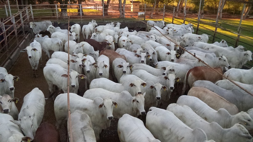 Exemplo de pecuária intensiva no Pantanal de MT e os lotes de 27/05/21