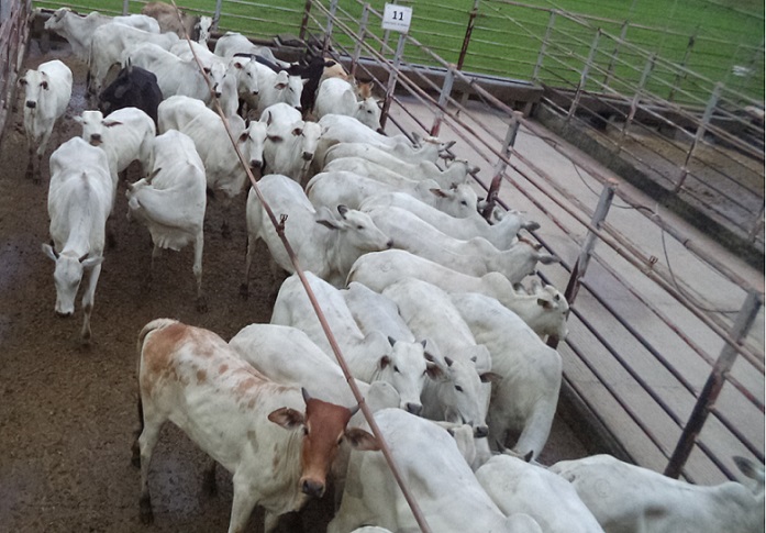 Novilhas pantaneiras suplementadas a pasto e os lotes em destaque de 18/05/21