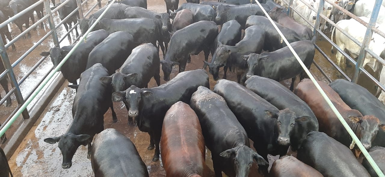 Novilhas Angus de 17@ selecionadas para o Protocolo 1953 em MT e os lotes de 26/05/21 Novilhas Angus de 17@ selecionadas para o Protocolo 1953 em MT e os lotes de 26/05/21