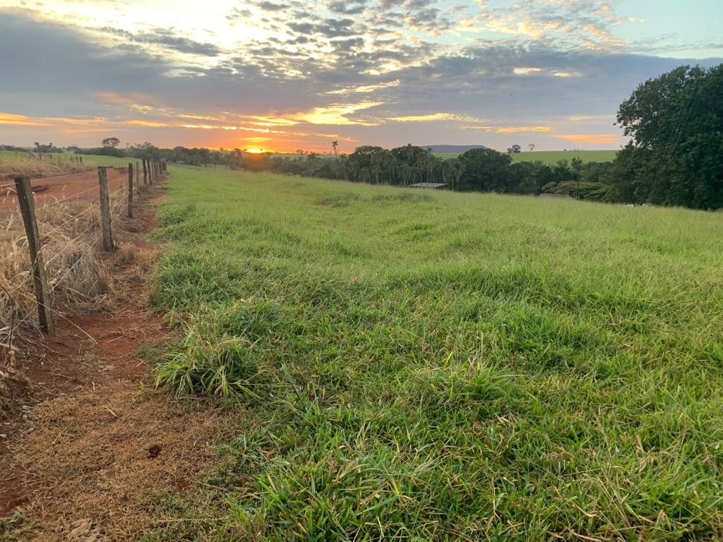fazenda em mg aprende como engordar gado rapidamente