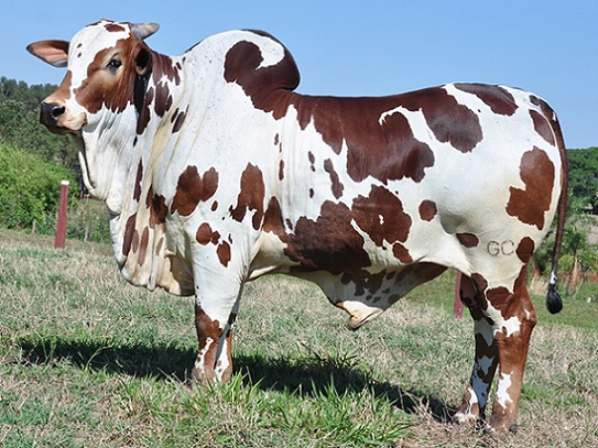 Touro Nelore Pintado