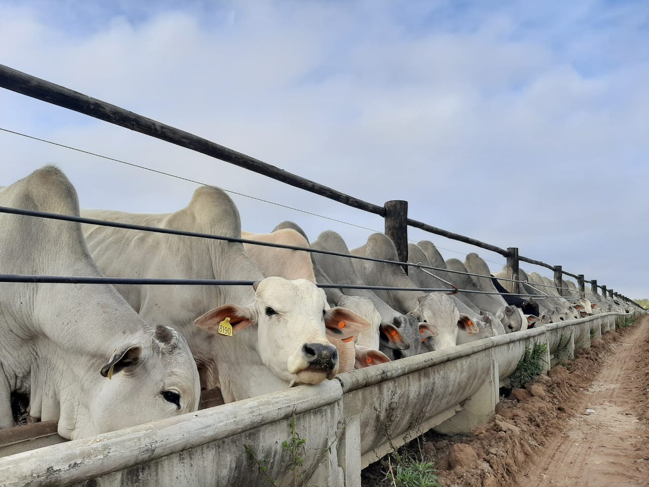 Ração para o gado com cevada: especialista dá dicas para a formulação. Confira