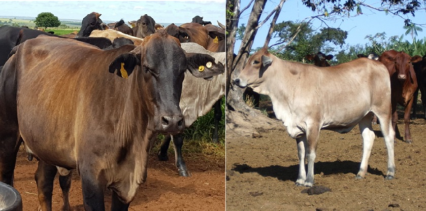 Braford, Brahman ou Caracu: qual escolher para cobrir vacas F1 Brangus e Senepol?