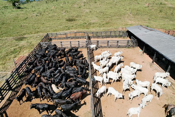 Vacas F1 Tabapuã e Angus: qual raça de touro dá um bom choque de sangue?