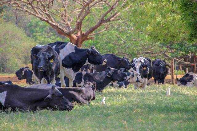 Vaca holandesa com feridas e inchaço nas pernas: saiba o que pode ser