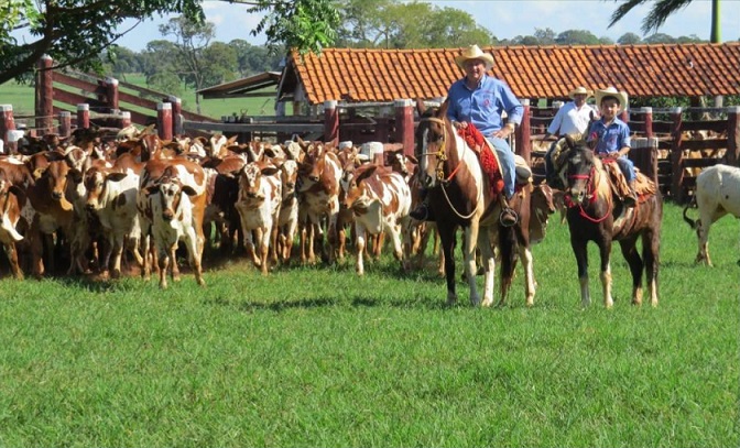 Nelore Pintado: Criador revela origem da raça